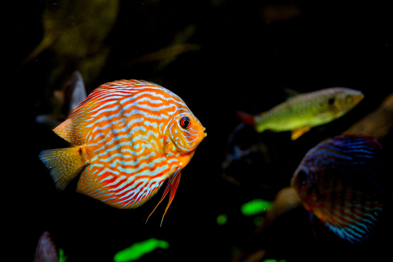 tropical, aquarium, fish-2609206.jpg
